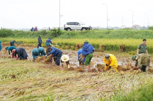 Gần 50 ha lúa ngã đổ, lực lượng chức năng xuống đồng giúp dân