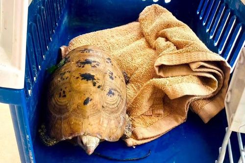 Rùa núi vàng quý hiếm 'đi lạc' vào khu dân cư