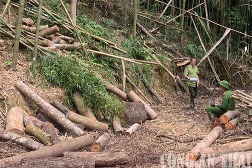 Khởi tố vụ thuê xẻ thịt 10 ha rừng Khuổi Khinh với giá 300.000 đồng/m³