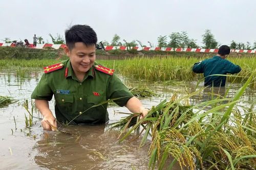 Công an xã Phúc Thọ dầm mình trong mưa lũ hỗ trợ nhân dân gặt lúa
