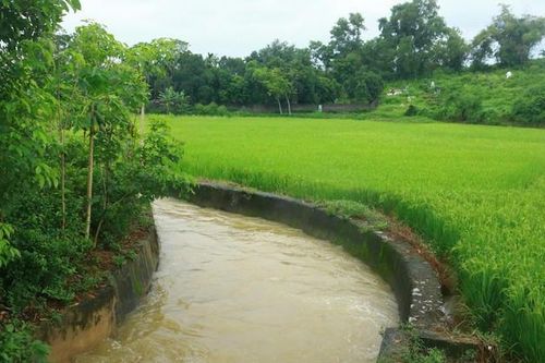 Nâng mức hỗ trợ phí bảo hiểm nông nghiệp lên tối đa 95%