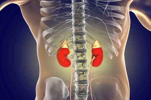 Cảnh tượng đẹp tuyệt của quả thận mới