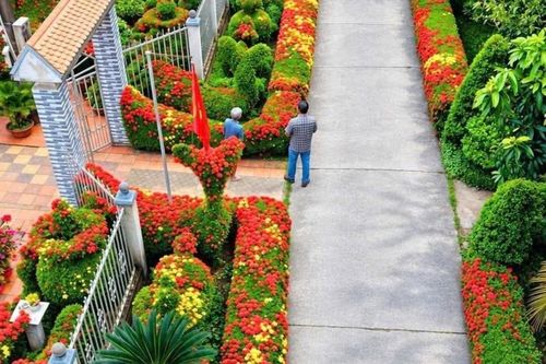 Hàng rào bông trang rực rỡ như tranh ở miền Tây