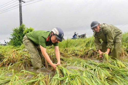Giữa mưa lũ, Công an Thanh Hóa xuống đồng gặt lúa giúp dân