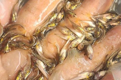Lần đầu tiên sinh sản nhân tạo thành công cá bông lau, mở triển vọng nuôi thương phẩm ở ĐBSCL