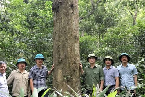 Diện tích rừng ở Khu Dự trữ sinh quyển miền tây Nghệ An tăng hơn 105 nghìn ha