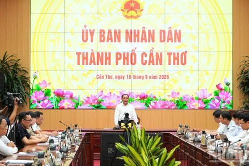 Cần Thơ chuẩn bị 25.000 chậu lúa cho Festival quốc tế ngành hàng lúa gạo