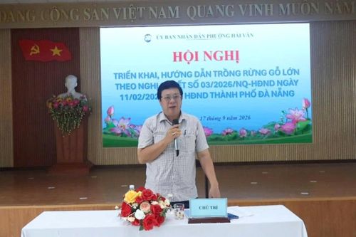 Hải Vân: Triển khai hướng dẫn người dân tham gia trồng rừng gỗ lớn theo Nghị quyết 03