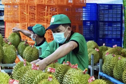 [VIDEO] Bộ Nông nghiệp đặt mục tiêu 4 tỉ USD cho sầu riêng khi Ấn Độ mở cửa