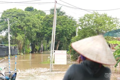 Làng hoa Tây Tựu chìm trong biển nước, người dân xót xa nhìn hoa màu bị ngập