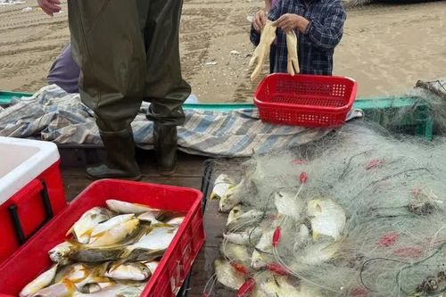Ngư dân trúng đậm cá chim vàng sau những ngày mưa lớn