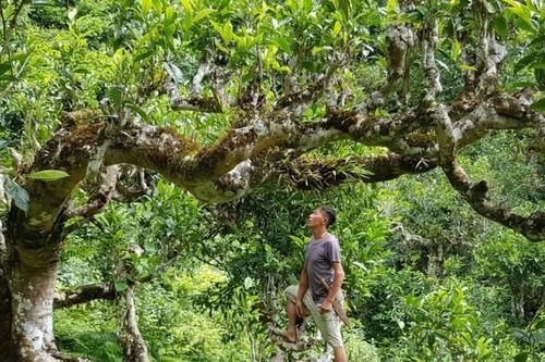 Quy tụ doanh nghiệp, hộ gia đình sản xuất, chế biến chè Shan tuyết vùng cao vào một 'sân'