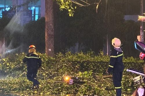 TPHCM: Nhánh cây lớn rơi trúng xe máy, hai vợ chồng thương vong