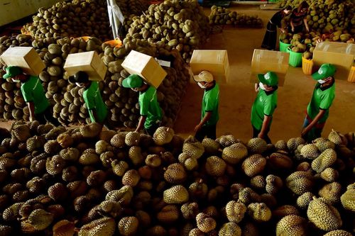 Giá sầu riêng tăng mạnh lên hơn 90.000 đồng/kg, vì sao nông dân vẫn chưa vui?