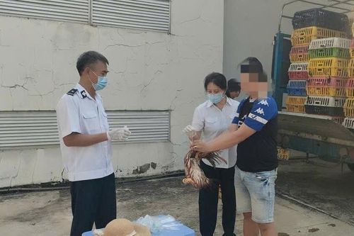 Chặn 2 xe tải chở gần 4 tấn gà không có giấy kiểm dịch trên đường vào TPHCM