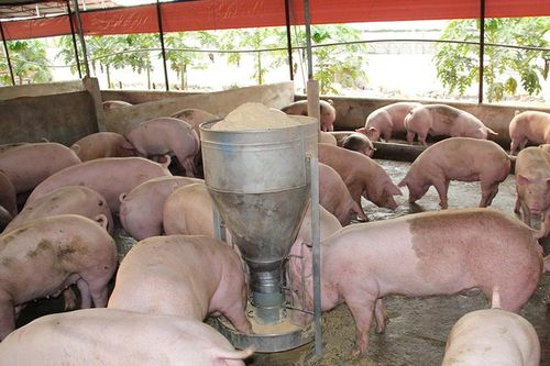TP Đồng Nai điều chỉnh quyết định thuê gần 65,9 ha đất xây dựng khu chăn nuôi tập trung