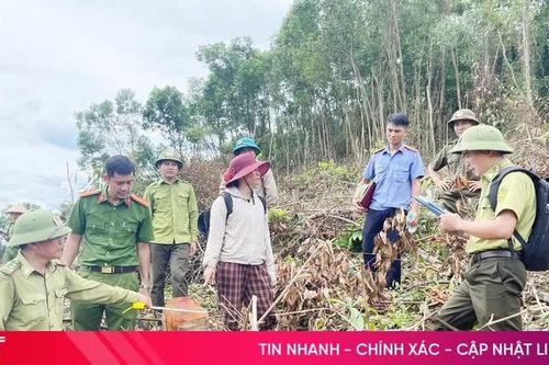 Xem xét xử lý người phụ nữ có dấu hiệu hủy hoại hơn 1,1ha rừng ở Hương Khê