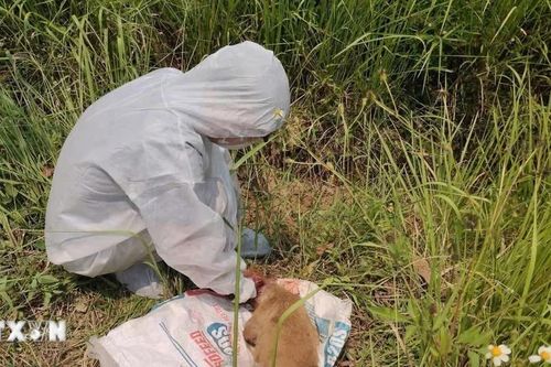 Vụ chó cắn nhiều người ở Quảng Ngãi: Kết quả xét nghiệm chó dương tính với virus dại