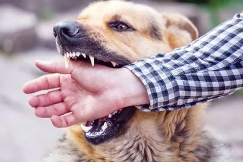 Chó tấn công nhiều người ở Quảng Ngãi dương tính với virus dại