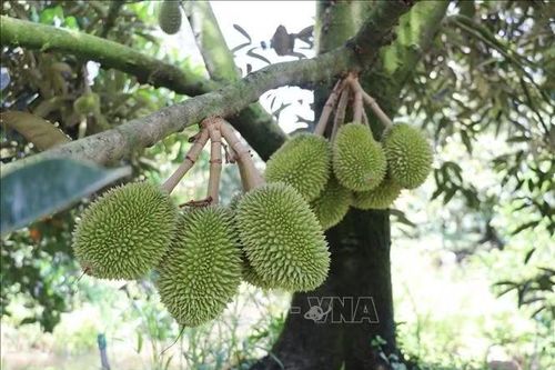 Siết chất lượng, nâng giá trị sầu riêng xuất khẩu