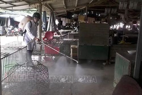 Chủ động phòng, chống dịch bệnh cho đàn vật nuôi sau mưa lũ