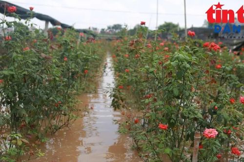 Làng hoa Tây Tựu chìm trong nước, nông dân căng mình cứu hoa