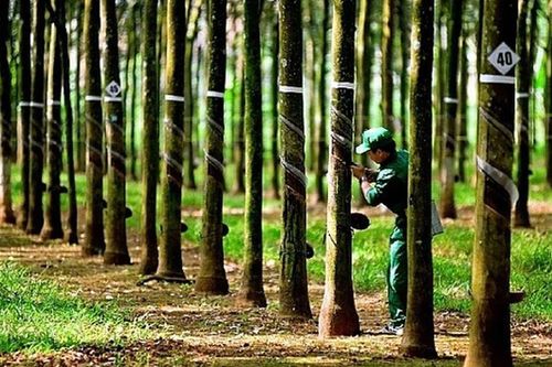 Cao su Phước Hòa hoàn tất phát hành gần 108,4 triệu cổ phiếu