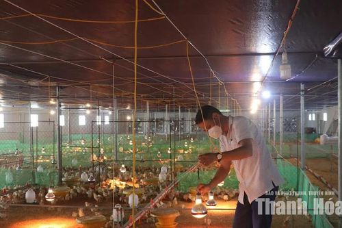 Liên kết sản xuất, giảm rủi ro cho người chăn nuôi