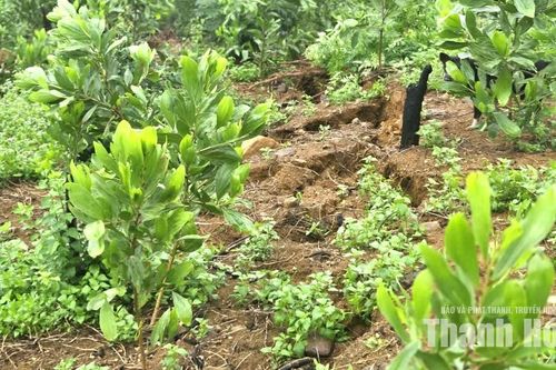 Xuất hiện vết nứt dài 200m, sơ tán 14 hộ dân