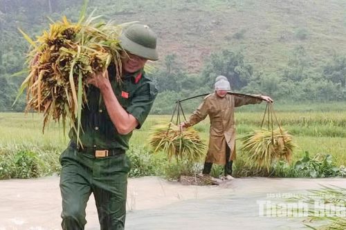 Giúp dân thu hoạch lúa sau mưa lũ