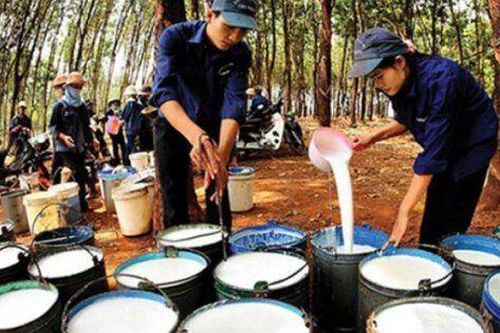 PHR dự kiến lãi hơn 1.670 tỷ đồng năm 2026, đặt mục tiêu doanh thu ngoài cao su chiếm 40% vào 2030