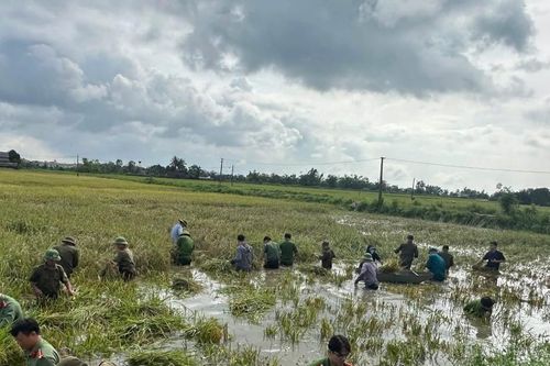 Tranh thủ ngớt mưa, Công an Thanh Hóa xuống đồng giúp dân thu hoạch lúa