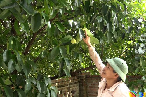 Tiên Phước nâng giá trị kinh tế vườn