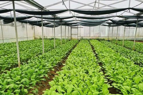 Mở hướng đi mới cho nông nghiệp hữu cơ