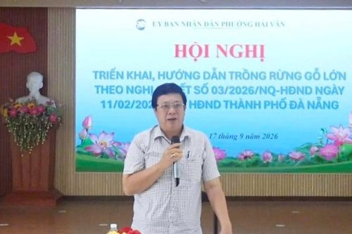 41 hộ dân phường Hải Vân đăng ký trồng rừng gỗ lớn