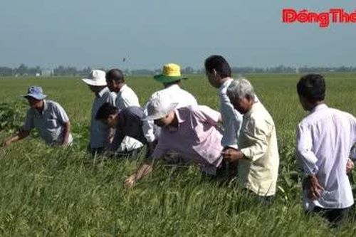 Lúa sinh thái Tràm Chim - Từ thử nghiệm đến liên kết '4 nhà'