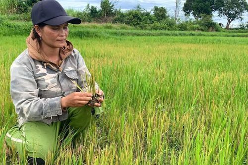 Nỗi lo mất mùa trên cánh đồng Đê Chơ Gang