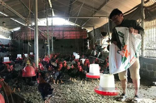 An Nhơn Tây: Khai giảng 2 lớp đào tạo nghề cho nông dân, cựu chiến binh
