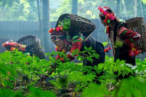 Chung sức phát triển vùng sâm Lai Châu