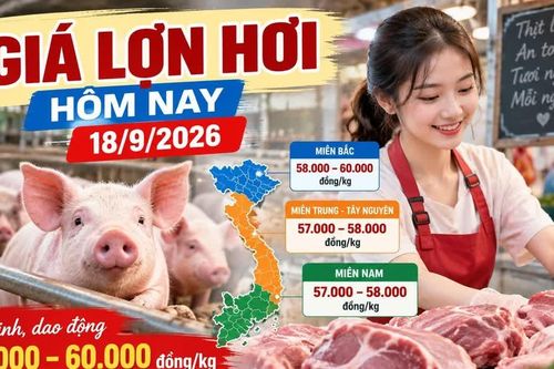 Giá lợn hơi hôm nay 18/9 ổn định, mốc 60.000 đồng/kg có lan rộng?