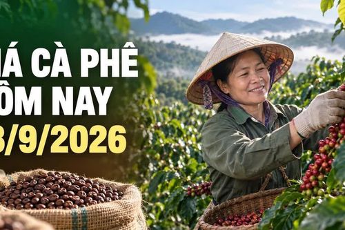 Giá cà phê hôm nay 18/9 giảm 300 đồng/kg, hai sàn thế giới cùng đi xuống
