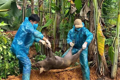 Khánh Hòa tiêu hủy hơn 3,6 tấn lợn mắc dịch tả lợn châu Phi