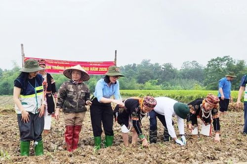 Xã Thác Bà ra quân sản xuất cây trồng vụ Đông năm 2026