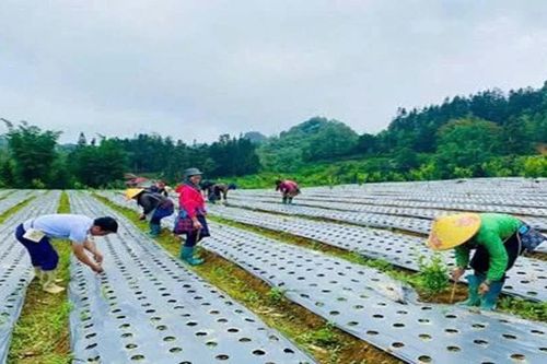 Lào Cai đưa 53 loài cây dược liệu vào danh mục khuyến khích, hỗ trợ phát triển