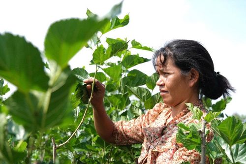 Thêm nguồn thu từ cây dâu, con tằm