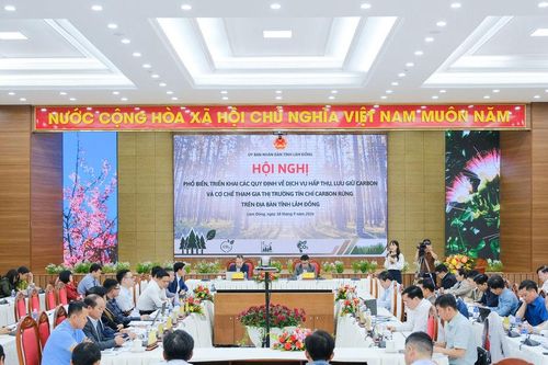 Lâm Đồng chuẩn bị nền tảng tham gia thị trường tín chỉ các-bon rừng