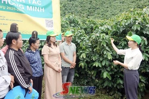Tổng kết mô hình canh tác cà phê thông minh thích ứng với biến đổi khí hậu