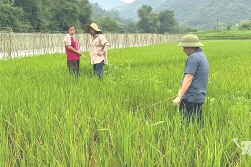 Cẩm Giàng khẩn trương phòng trừ rầy nâu hại lúa
