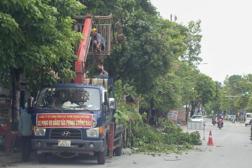 Nghệ An: Cắt tỉa 5.000 cây xanh trên các tuyến phố, đảm bảo an toàn trước mùa mưa bão