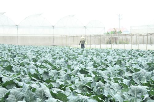 Hải Phòng giữ 'giấy thông hành' cho nông sản, HTX phải giữ chuẩn vùng trồng